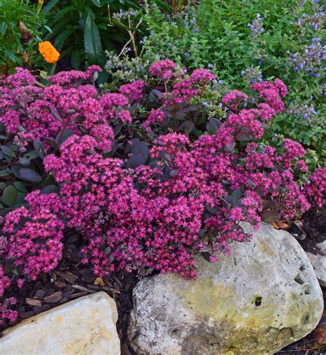 Garden With Drought Tolerant Creeping Sedum Stonecrop