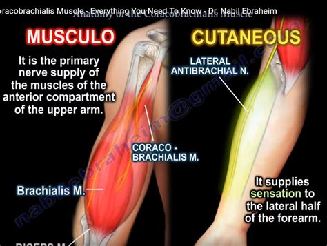 Anatomy Of The Coracobrachialis Muscle — OrthopaedicPrinciples.com