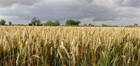 Wheat seed rates - BCPC British Crop Production Council : BCPC British ...