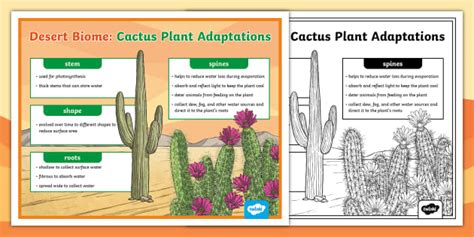 Desert Biome: Cactus Plant Adaptations Poster - Twinkl