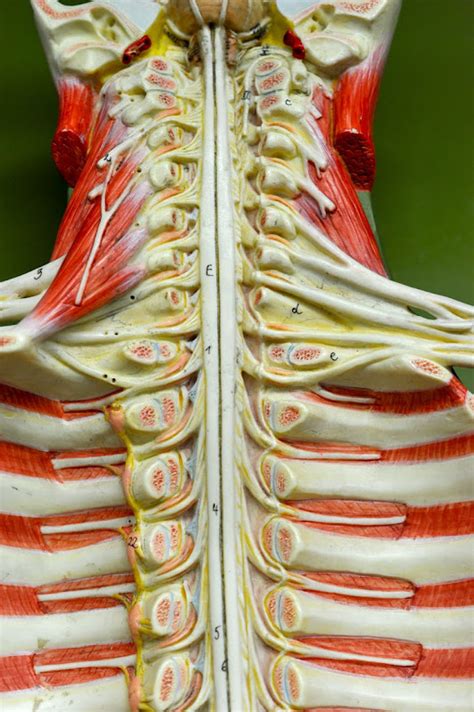 Human Anatomy Lab: Spinal Cord