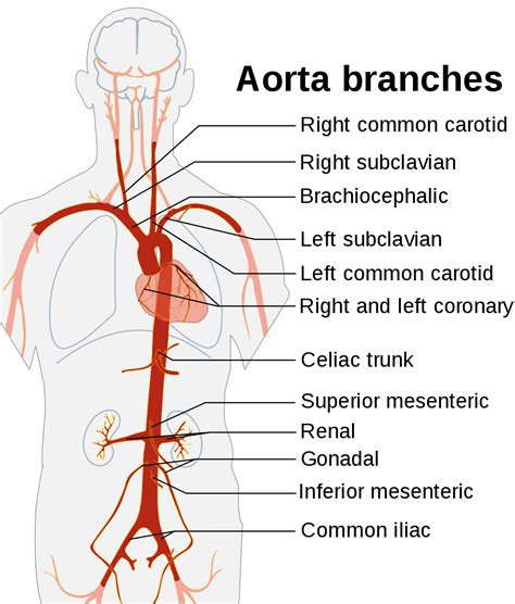 Aorta - Wikipedia | Basic anatomy and physiology, Medical anatomy, Medical school essentials