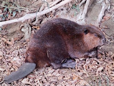 Beaver | Habitat, Size, & Facts. | Britannica