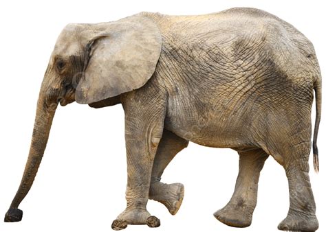 Elephant Realistic Long Nose Vector, Elephant, Realistic, Realistic Style PNG Transparent Image ...