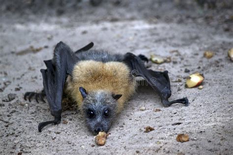 The Fruit Bat is Crawling Around on the Ground Stock Photo - Image of fruit, guano: 278887498