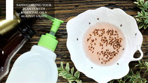 Safeguarding Your Plants With Essential Oils Against Gnats – Moksha Lifestyle Products