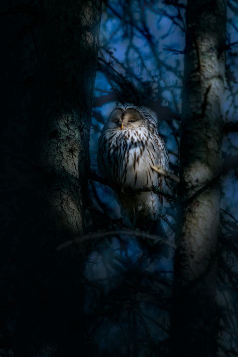 Night Owl Photos, Download The BEST Free Night Owl Stock Photos & HD Images