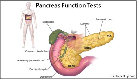 Pancreas Function Tests: 9 Types, Normal Values, Causes of High Lipase, Amylase