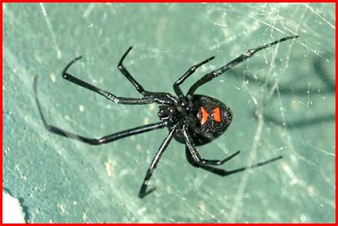 Northern Black Widow Spider (Latrodectus variolus) - Plant & Pest Diagnostics