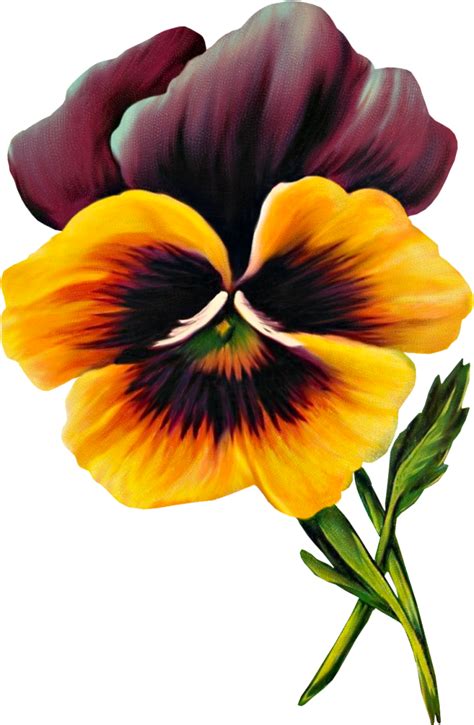 Free Vintage Pansy Graphic