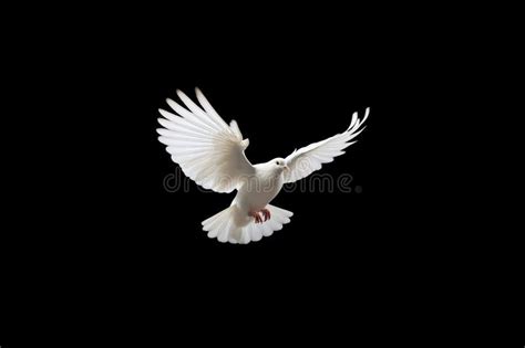 Dove Funeral White Stock Illustrations – 329 Dove Funeral White Stock ...