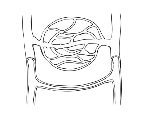 arteriovenous anastomosis eps 10956536 Vector Art at Vecteezy