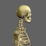 Whiplash Skeleton GIF - Whiplash Skeleton Demonstration - Discover & Share GIFs