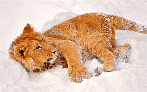 lion, Winter, Snow Wallpapers HD / Desktop and Mobile Backgrounds