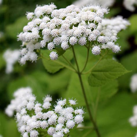 White snakeroot (Ageratina altissima) – Wild Seed Project Shop