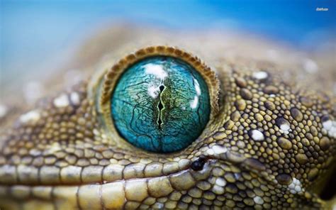 Reptile Eye Wallpapers - Top Free Reptile Eye Backgrounds - WallpaperAccess