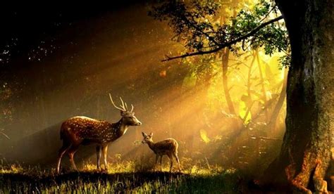 Forest Wildlife Wallpapers - Top Free Forest Wildlife Backgrounds - WallpaperAccess