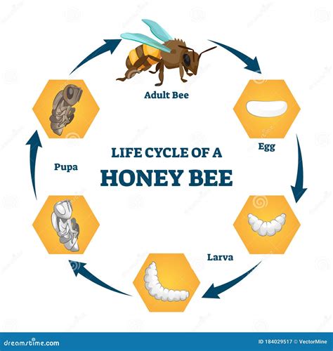 Honey Bee Life Cycle. Stages Of Development Of The Bee Vector Illustration | CartoonDealer.com ...