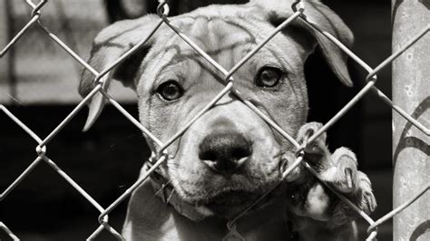 Sad Animal Abuse Pictures