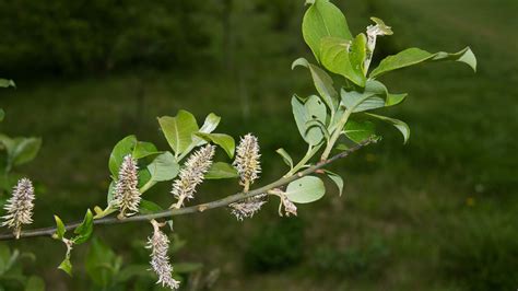 Goat Willow (Salix caprea) - British Trees - Woodland Trust