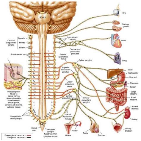 Spinal Cord and Autonomic NS | Spinal cord, Medical mnemonics, Spinal