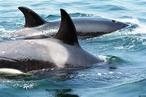 Young orca reunited with family after being separated almost 2 years ...