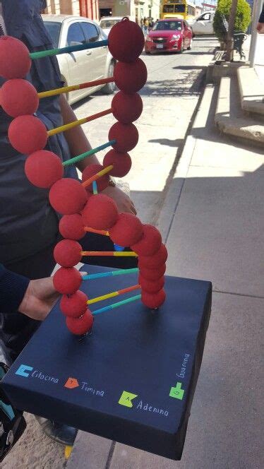 Maqueta de la estructura del ADN. | Maquetas de adn creativas, Maquetas de celulas, Maquetas adn