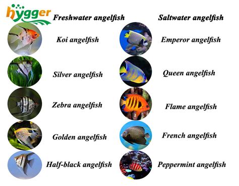 Fish Profile – Angelfish Facts and Tips - hygger