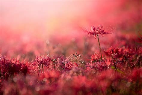 Download Nature Flower 8k Ultra HD Wallpaper