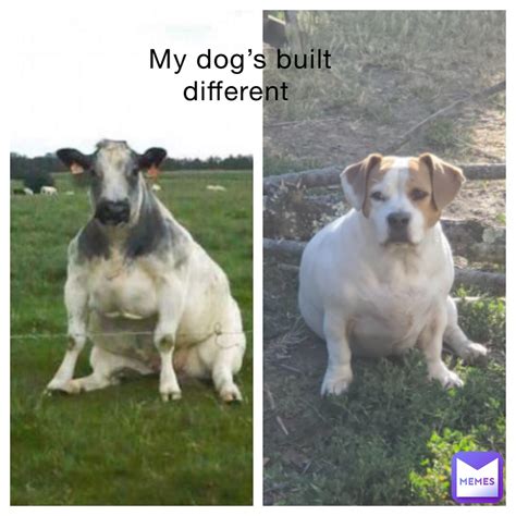 My dog’s built different | @Eddie_kaspbrak | Memes