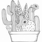 Cactus And Succulent Coloring Pages sketch template