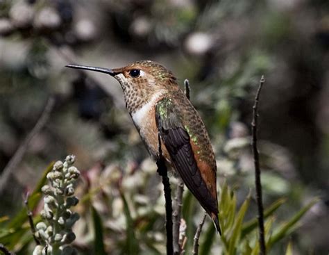 Pictures and information on Allen's Hummingbird