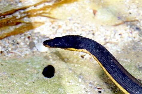 Yellow-bellied Sea Snake – "OCEAN TREASURES" Memorial Library