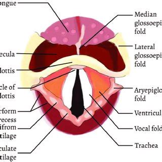 (PDF) Functional Anatomy and Physiology of Airway