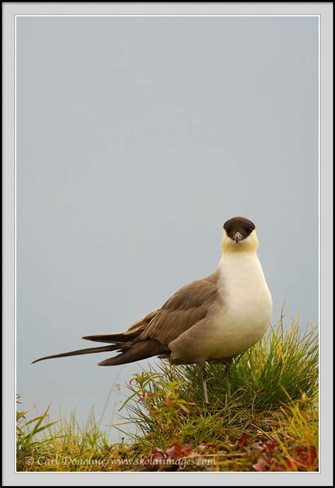 Long-tailed Jaeger photos | Denali national park, National park photos ...