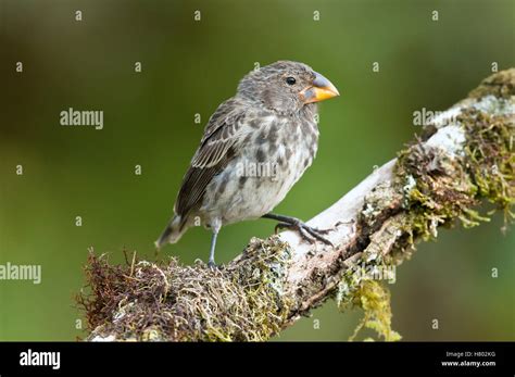 Large Ground Finch (Geospiza magnirostris), Galapagos Islands, Ecuador ...