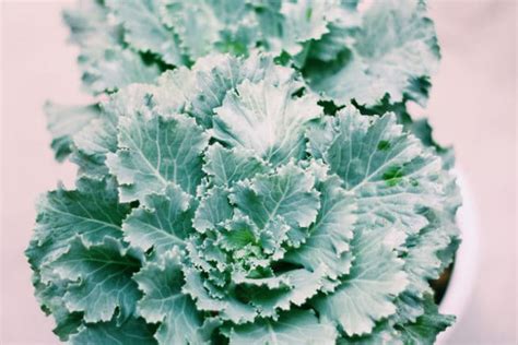 Growing Kale Indoors » Top Tips for Growing Anywhere