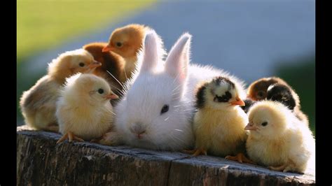 Cute baby animals (jonge dieren) by JustLyrical4You - YouTube