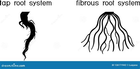 Two Different Types of Root Systems: Tap and Fibrous Root Systems Stock ...