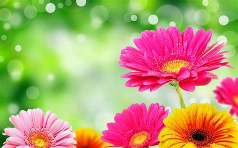 Bright Flowers HD wallpaper 2880x1800