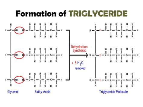 Triglyceride Lipid Molecule