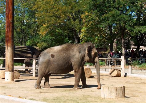 Pilgrims' Journey: The Denver Zoo