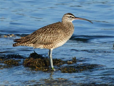 Whimbrel "Numenius phaeopus" | Boreal Songbird Initiative