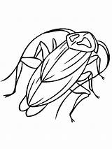 Cockroach coloring pages sketch template
