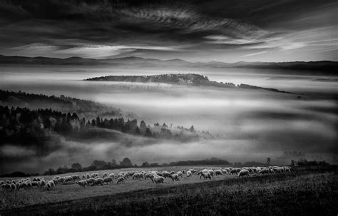 nature landscape sunrise monochrome mist sheep forest hill clouds grass ...