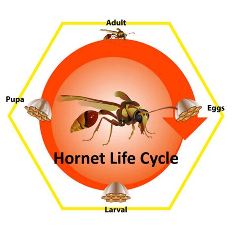 Bee Life Cycle stock vectors - iStock