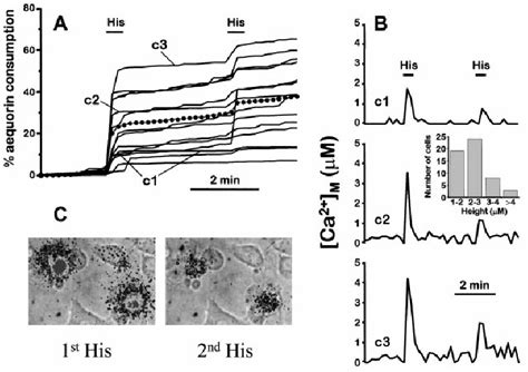 Single-cell imaging of chromaffin cells expressing aequorin Chromaffin... | Download Scientific ...