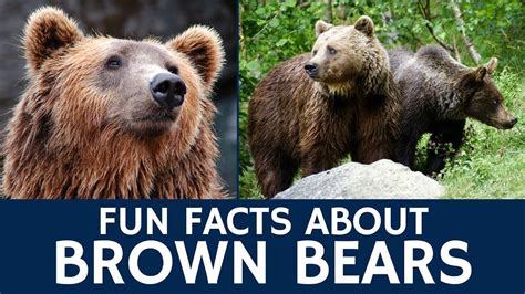 Interesting Brown Bear Facts – Documentary Video for Kids' e-Learning ...