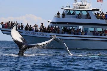 Whale Watching in Provincetown, MA | Captain John Boats