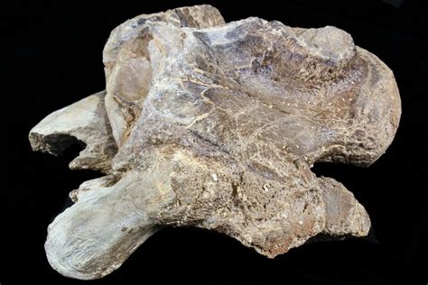 3.5" Mosasaur (Platecarpus) Dorsal Vertebra - Kansas For Sale (#73698) - FossilEra.com